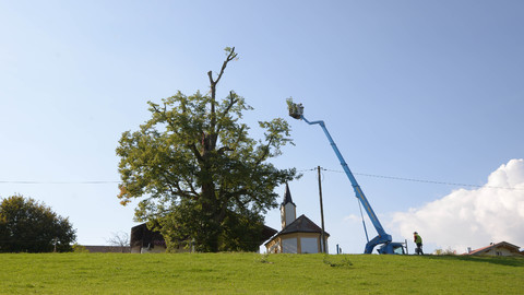 Tree Climber, Bild 8